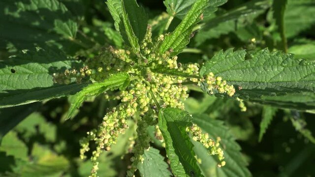 Blooming Stinging nettle (Urtica dioica) closeup.