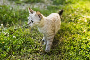 Naklejka na ściany i meble beautiful kitten walking on grass outdoors