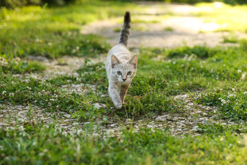 beautiful kitten walking on grass outdoors