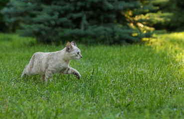 beautiful kitten walking on grass outdoors