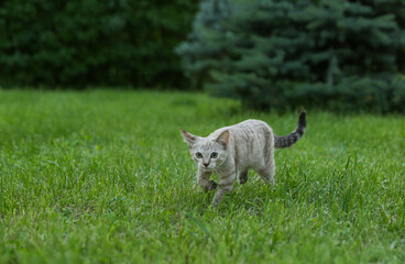 beautiful kitten walking on grass outdoors