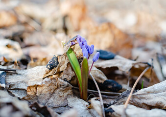blue snowdrop, primroses are spring in the forest in the afternoon