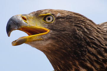Young Bald Eagle Close-up