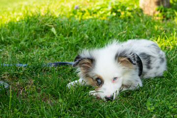 Australian shepard puppy dog on the grass