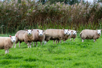 Schafe aus Holland