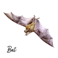 Bat watercolor illustration isolated on white background