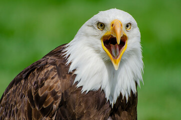 Bald Eagle Cries Frontal View