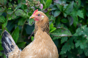 Huhn