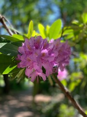 pink and white flowers