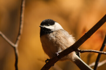Chickadee Resting in the Branch in Fall
