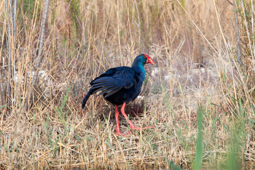 Western Swamphen in Parc National del Hondo Spain.