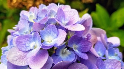 Blue and purple hydrangea blooms on the bush.
