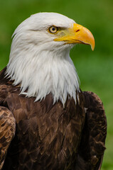 Fototapeta premium Stoic Bald Eagle