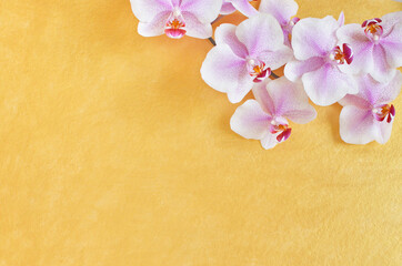 Fototapeta na wymiar pink dot orchid on gold background