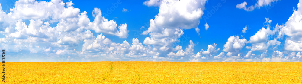 Wall mural rural landscape, panorama, banner - field of wheat in the rays of the summer sun under the sky with 