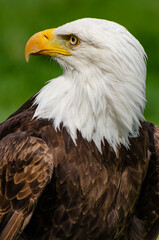 Bald Eagle Portrait