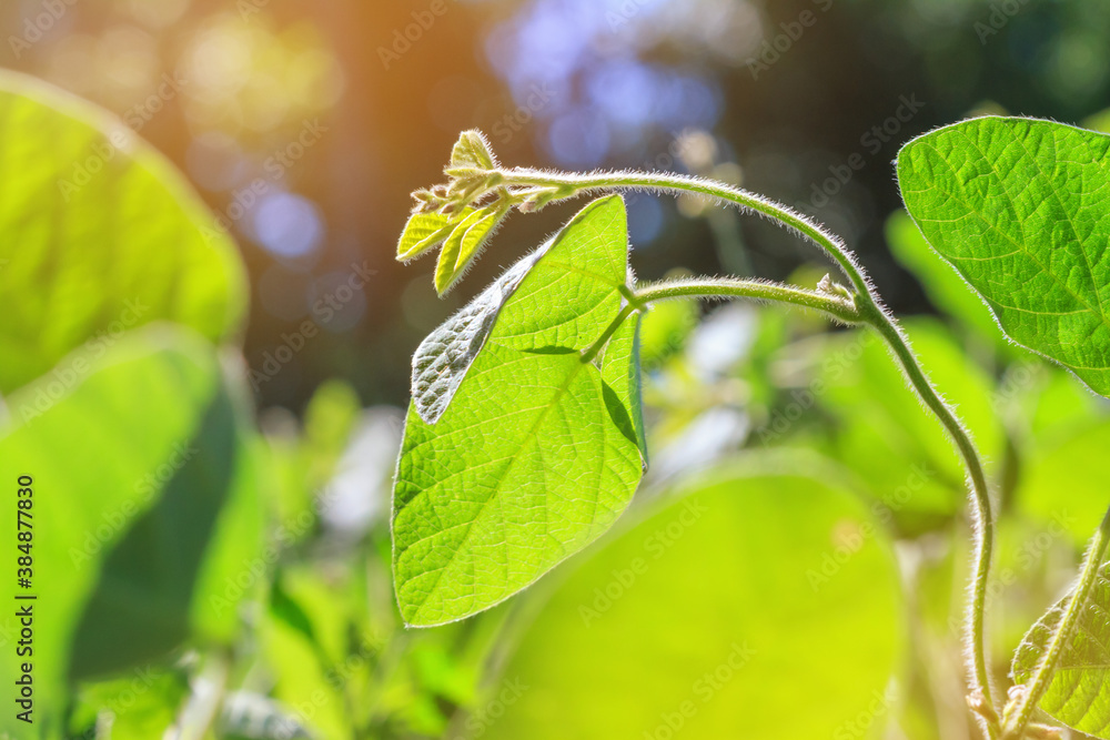 Wall mural young shoot of a soybean plant with buds rises above the soybean field, the plant stretches towards 