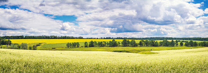 Rural landscape, banner, panorama - blooming buckwheat field under the summer sky