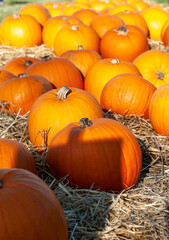 pumpkins on a farm