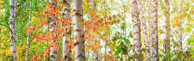 Papier Peint photo Bouleau Bosquet de bouleaux le jour ensoleillé d& 39 automne, beau plan rapproché de paysage par le feuillage et les troncs d& 39 arbre, panorama, bannière