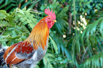 Un magnifique coq en Guadeloupe