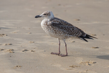 European herring gull -Larus argentatus 