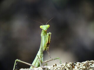 Praying mantis close up with arms folded