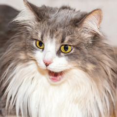 Portrait of a fluffy cat with a very long coat.