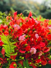 Beautifull may flower in sri lanka