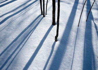 Tree Shadows on Snow