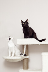 Two cats sit on the home game complex