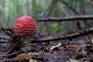 fly agaric mushroom