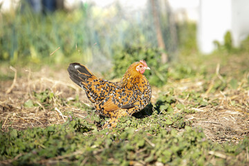Small spotted hen in a garden