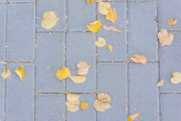 Grey stone pavement texture. Paving stones with yellow autumn leaves