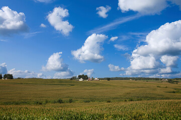 アイオワのコーン畑