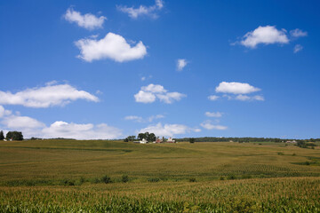 アイオワのコーン畑