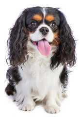 Cavalier king Charles spaniel sitting