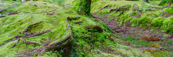 Tree trunks with moss on natural, green background, panorama, copy space