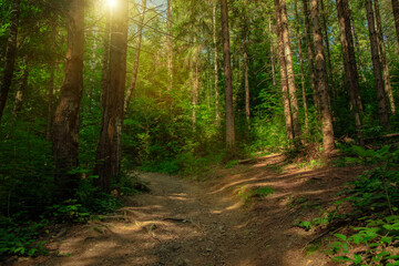 fairy tale forest landscape morning sunny nature photography scenic view of vivid green foliage and dirt lonely trail path way in spring time April season clear weather day time