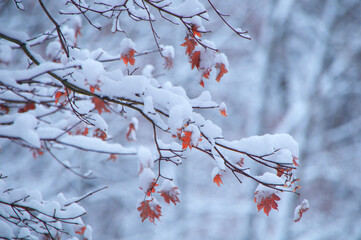紅葉と雪