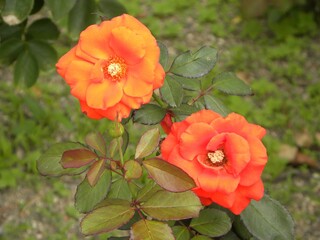 Obraz premium オレンジ薔薇3