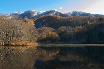カラマツの紅葉と雪