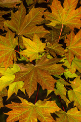 Leaves of Conquest Norway Maple (Acer platanoides 'Conzan')