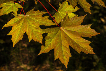 Leaves of Conquest Norway Maple (Acer platanoides 'Conzan')