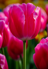 Pink Tulip