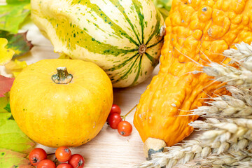 Autumn composition. Natural harvest with rye spike orange pumpkin, fall dried leaves, red berries...