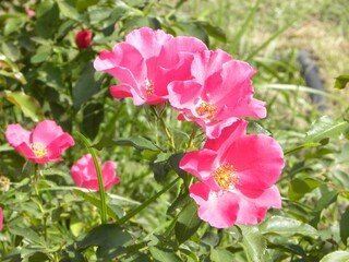 Obraz premium 薔薇14