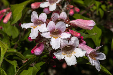 Flowers of Beautybush (Kolkwitzia amabilis 'Pink Cloud')