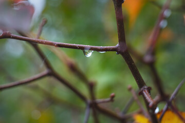 Photo of Pure Transparent Drop on a Branch on Green Blurred Background.