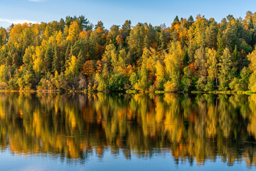 Vibrant autumn colored trees along the Dal River in Sweden, glowing in the afternoon sunlight